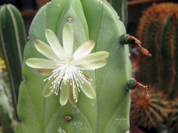 Myrtillocactus geometrizans 