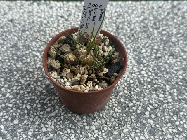 Drimia pusilla 