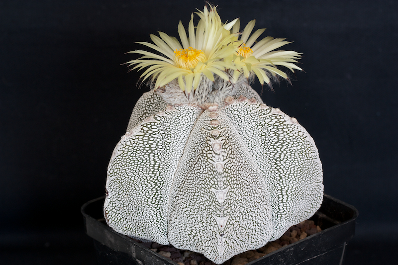 Astrophytum myriostigma cv. onzuka 