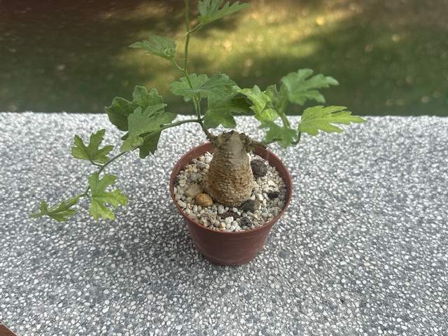 Kedrostis africana 