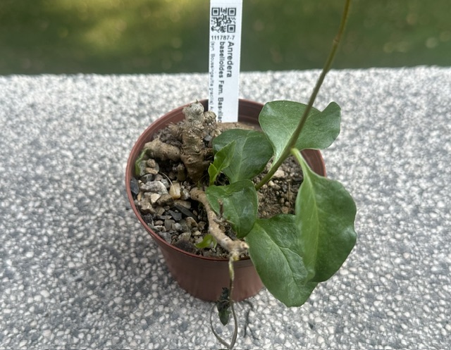 Anredera baselloides 