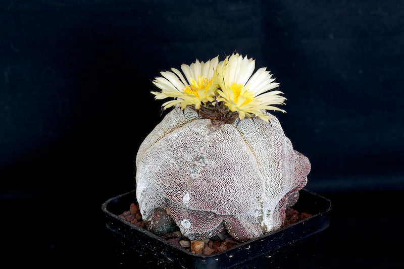 Astrophytum myriostigma f. tricostatum 