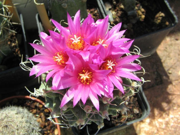 Turbinicarpus alonsoi 