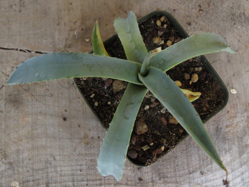 Agave scaposa 