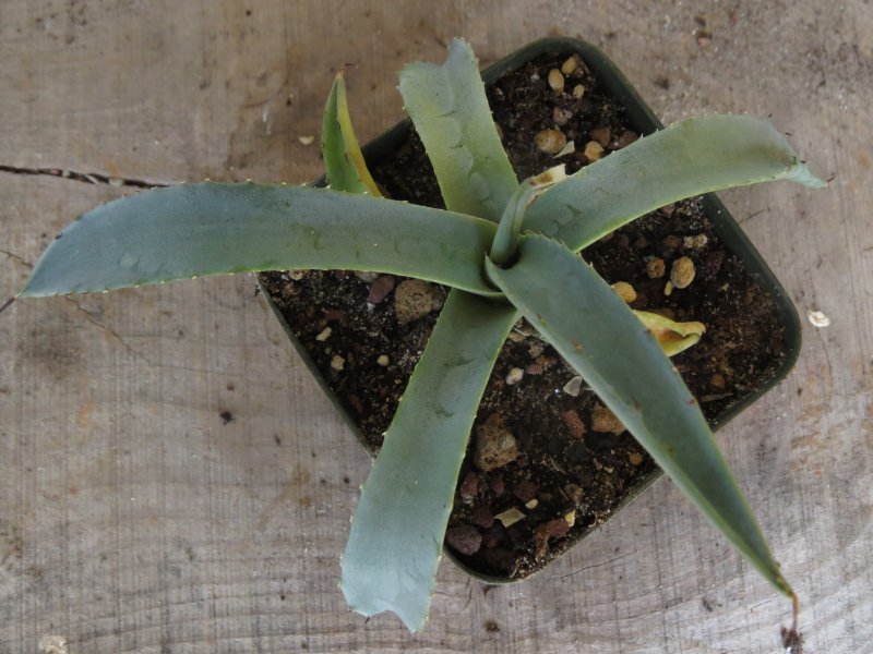 agave scaposa