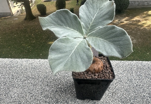 Sinningia leucotricha 
