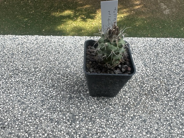 Turbinicarpus nieblae 