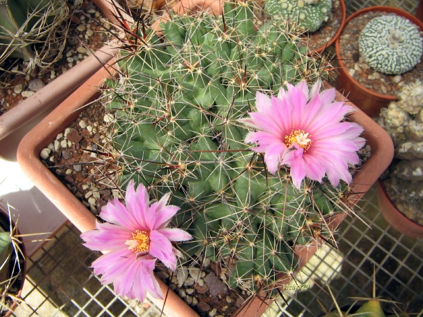 Coryphantha macromeris ssp. runyonii 