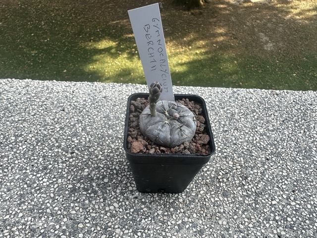Gymnocalycium berchtii 