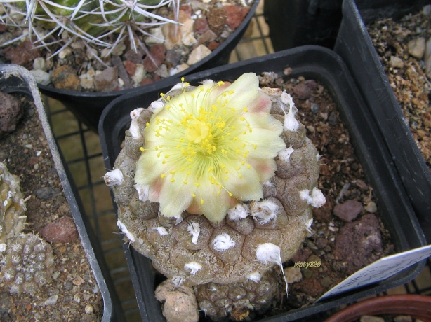 Copiapoa hypogaea cv. lizard skin 