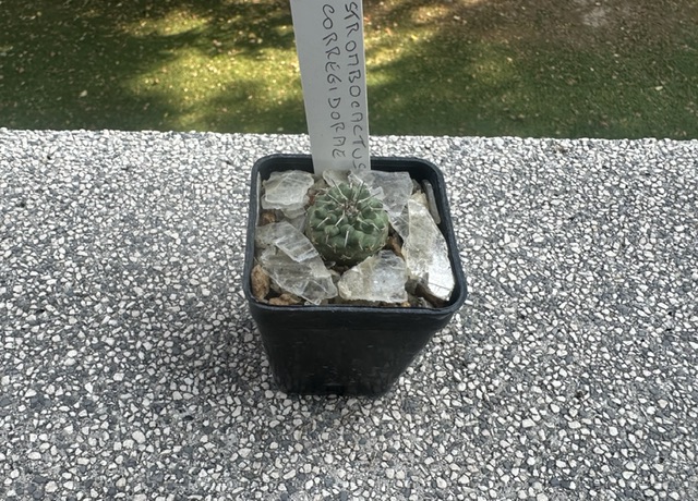 Strombocactus corregidorae 