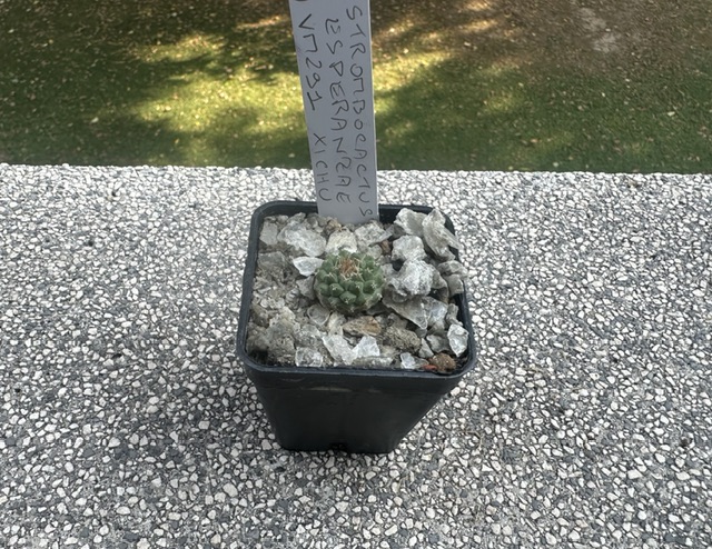 Strombocactus disciformis ssp. esperanzae VM 291
