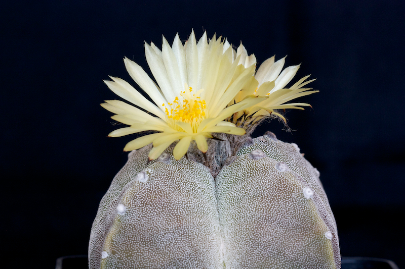 Astrophytum myriostigma f. quadricostatum 