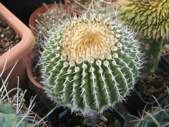 Uebelmannia gummifera 