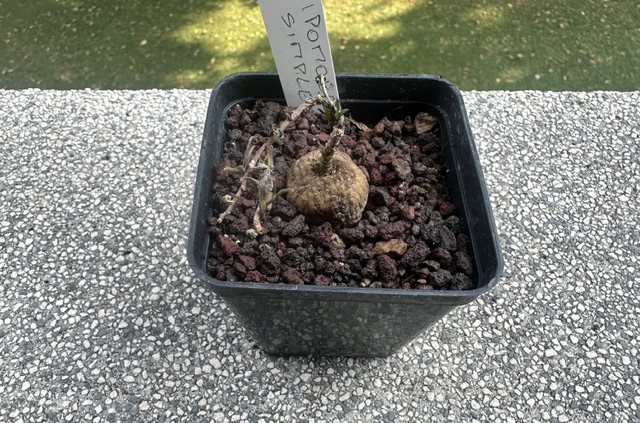 Ipomoea simplex 