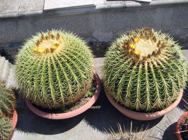 Echinocactus grusonii 