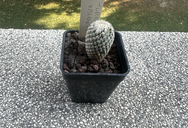 Turbinicarpus valdezianus 