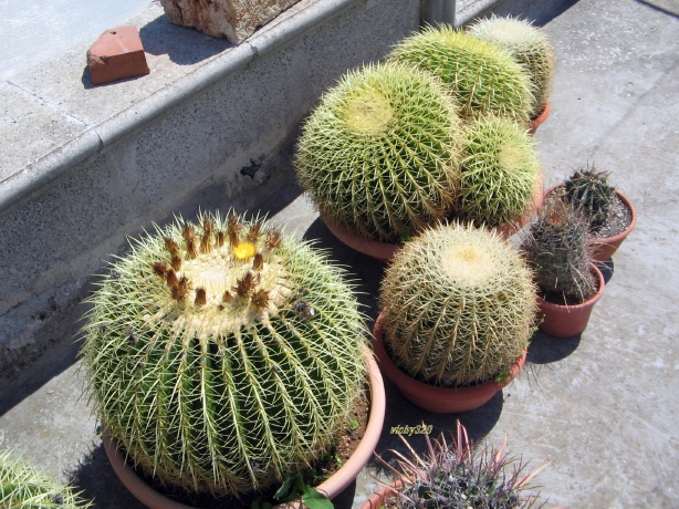 Echinocactus grusonii 