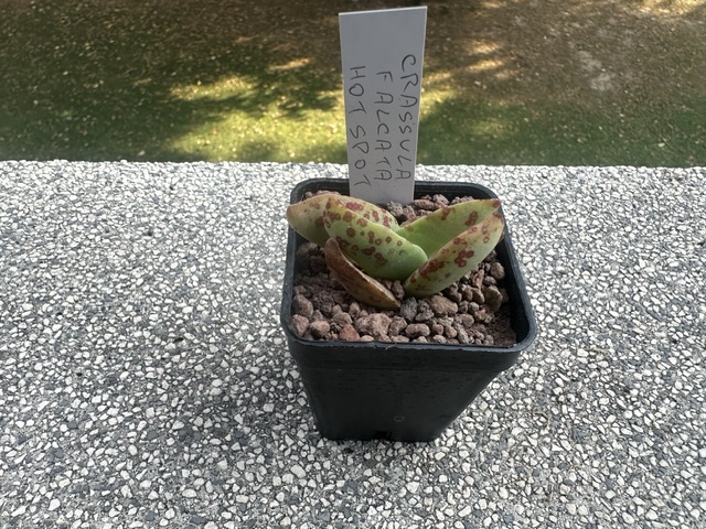 Crassula falcata cv. hot spot 
