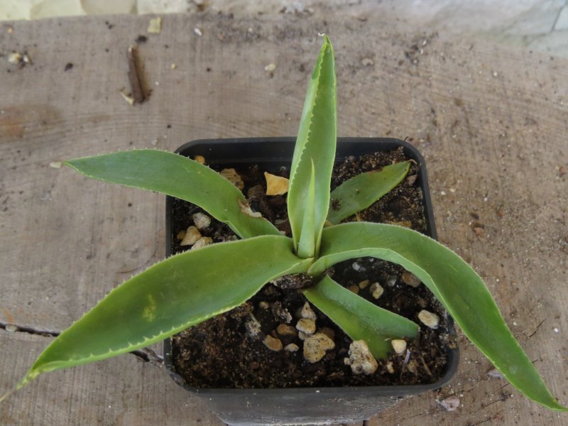 Agave cundinamarcensis 