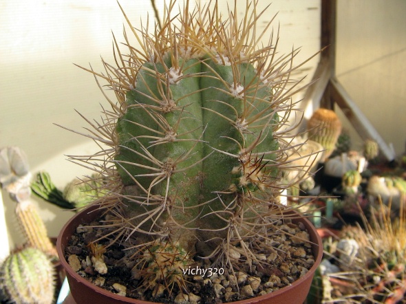 Copiapoa solaris 