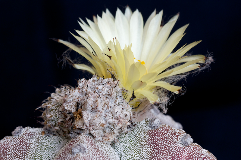 Astrophytum myriostigma v. potosinum 