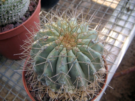 Copiapoa gigantea 