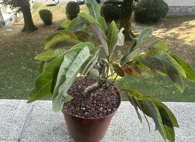 Phyllanthus mirabilis 