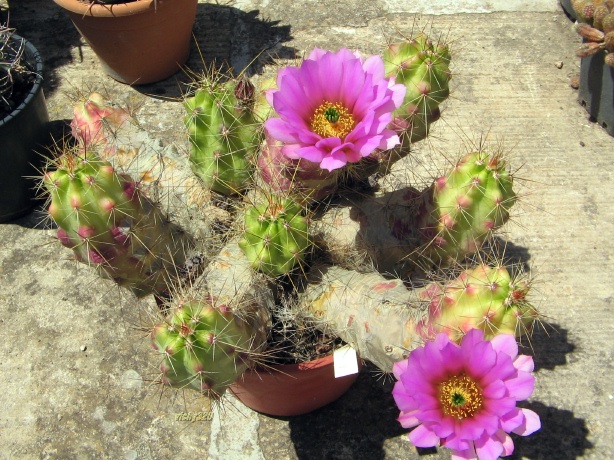 Echinocereus berlandieri 