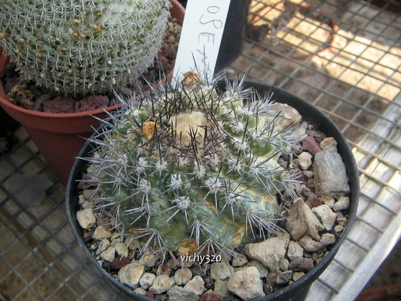 copiapoa paposoensis