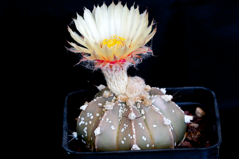 Astrophytum capricorne v. aureum x asterias cv. super kabuto 