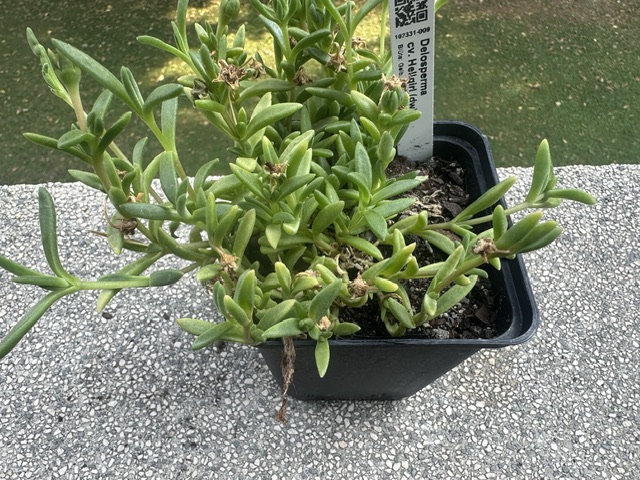 Delosperma cv. hellgirl 