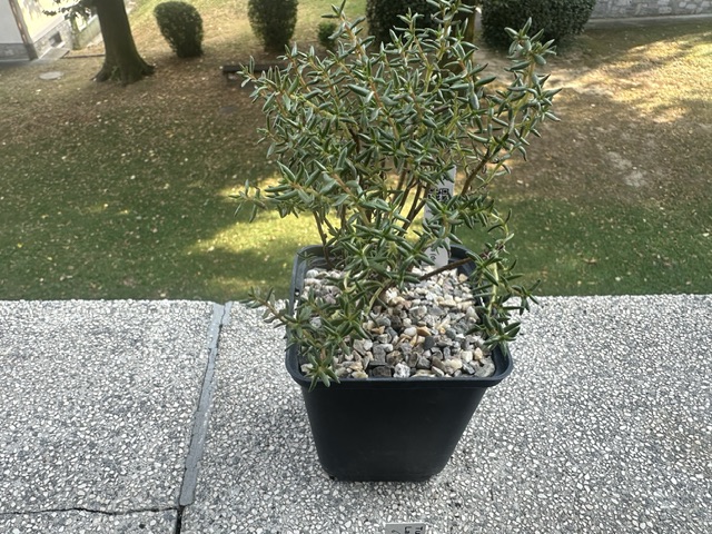 Crassula sarcocaulis 