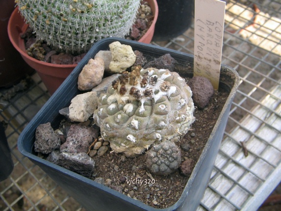 Copiapoa hypogaea v. barquitensis 