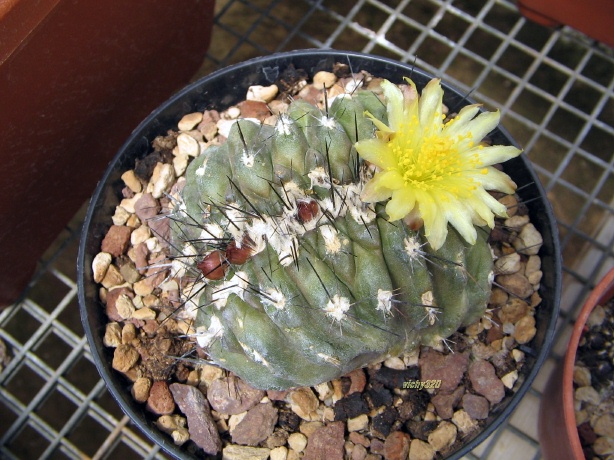 Copiapoa paposoensis f. cristata 