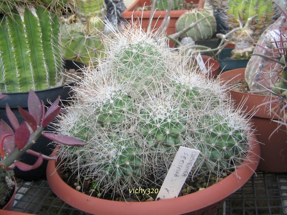 Mammillaria pondii ssp. setispina 