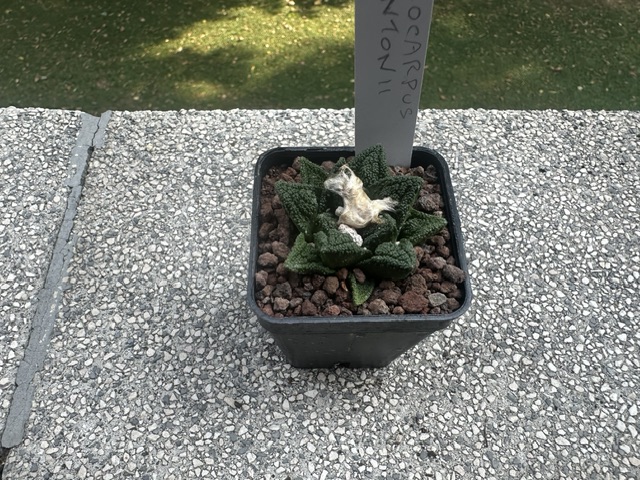 Ariocarpus bravoanus ssp. hintonii 
