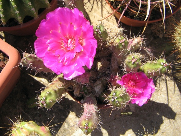 Echinocereus  pentalophus 