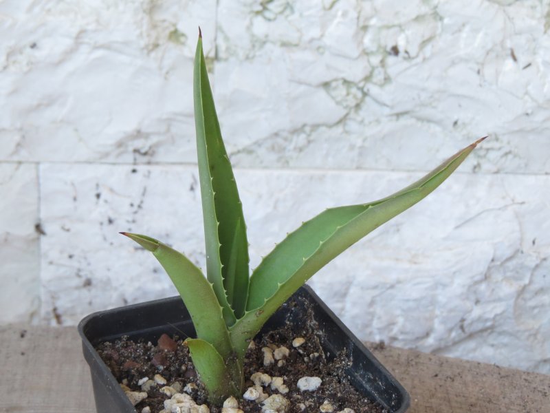 agave vicina