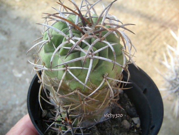 Copiapoa coquimbana 