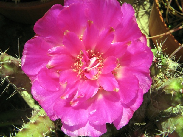 Echinocereus pentalophus 