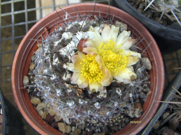 Copiapoa humilis 