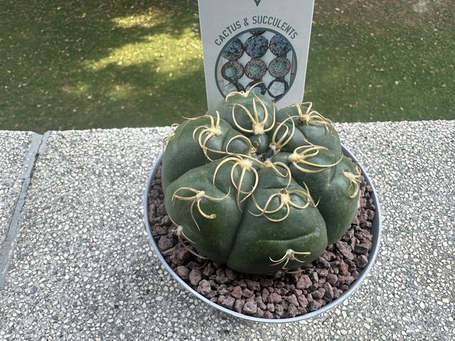 Gymnocalycium denudatum 