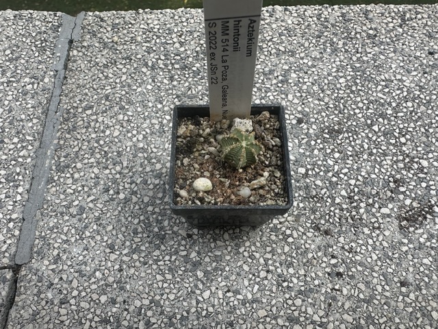 Aztekium hintonii MM 514
