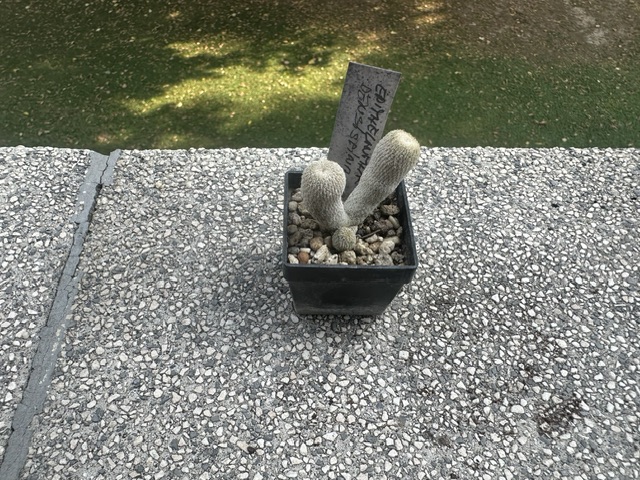 Epithelantha densispina 