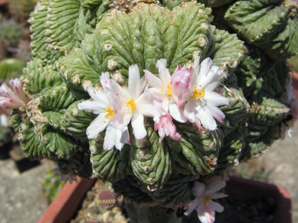 Aztekium ritteri 