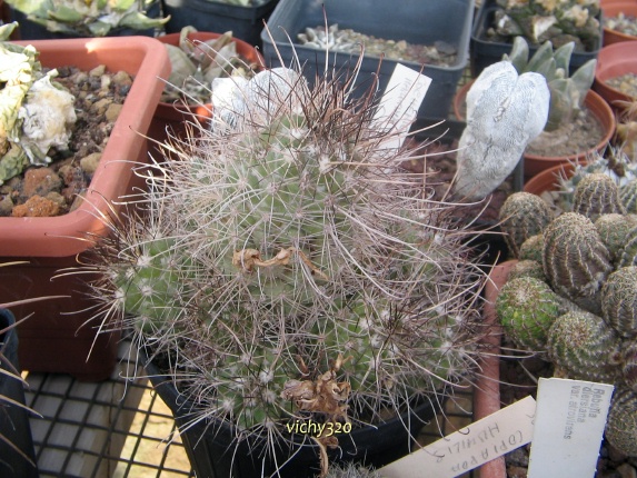 Mammillaria pondii ssp. maritima 