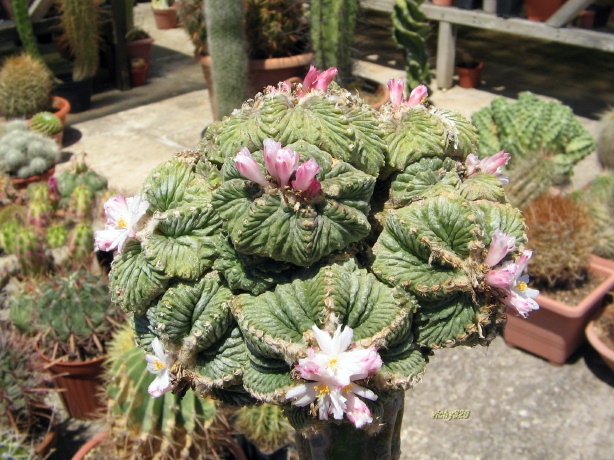 Aztekium ritteri 