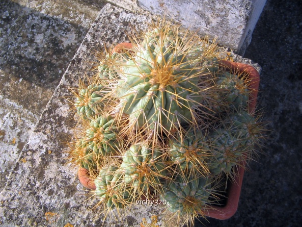 Copiapoa tenebrosa 