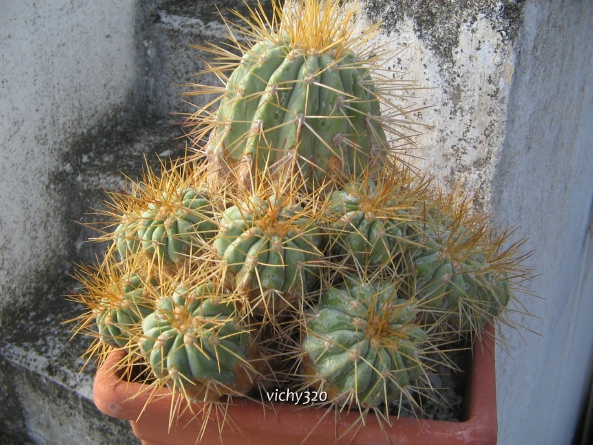 Copiapoa tenebrosa 